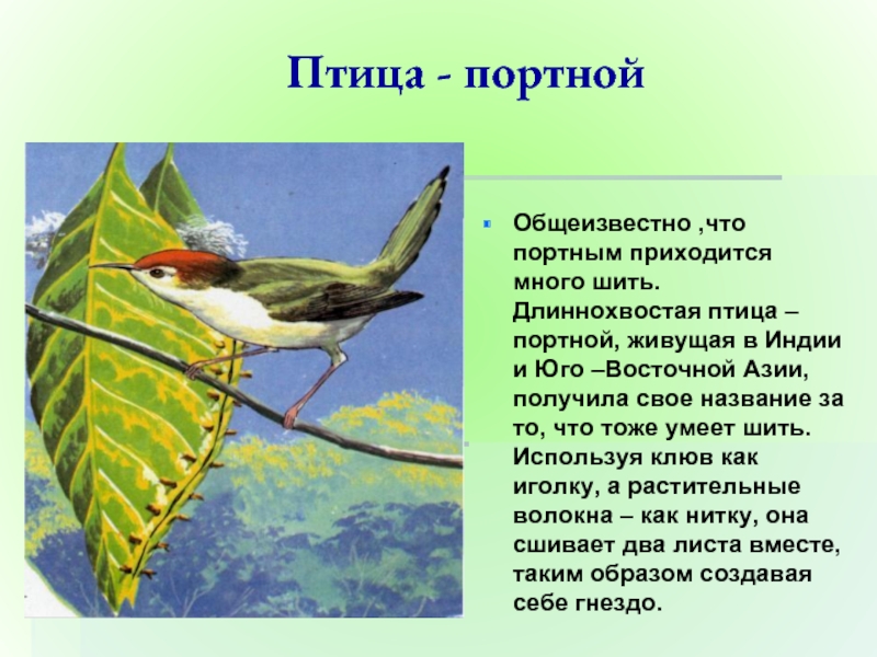 Птица - портнойОбщеизвестно ,что портным приходится много шить. Длиннохвостая птица – портной, живущая в Индии и Юго