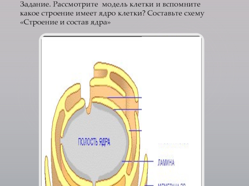 Легкие имеют строение закончите