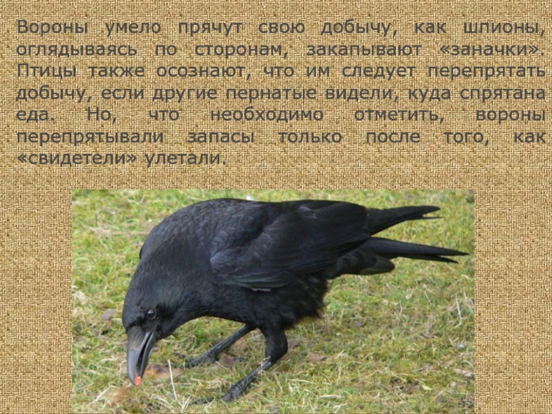 Три ворона текст. Описание вороны. Ворона описание птицы. Ворон для презентации. Описание о вороне.
