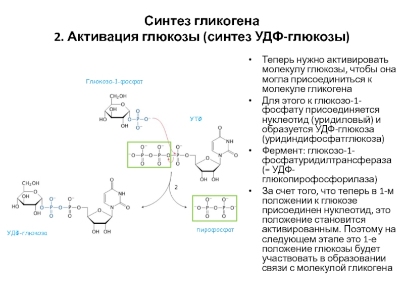 Синтез молекулы глюкозы. Синтез гликогена активируется. Синтез УДФ Глюкозы. Синтез гликогена нуклеотиды. Синтез гликогена из Глюкозы.