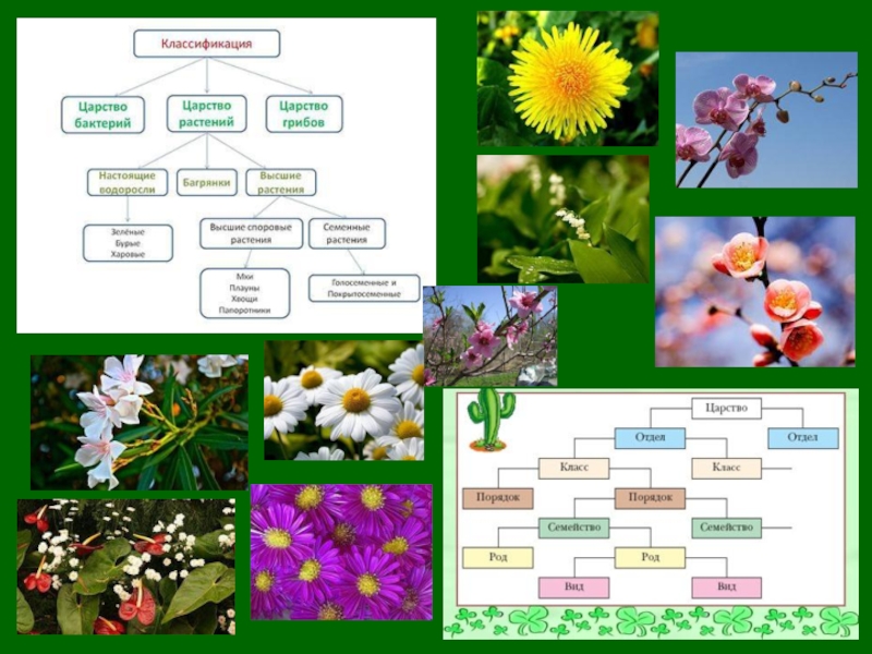 Классификация растений 6 класс