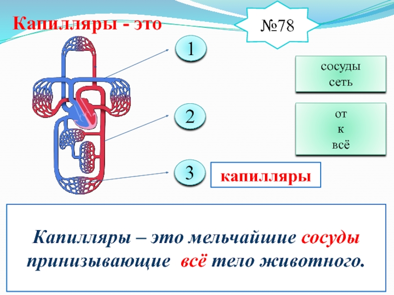 Транспорт веществ класс. Транспорт веществ у животных. Передвижение веществ у животных. Транспорт веществ в животном организме. Система транспорта веществ у животных таблица.