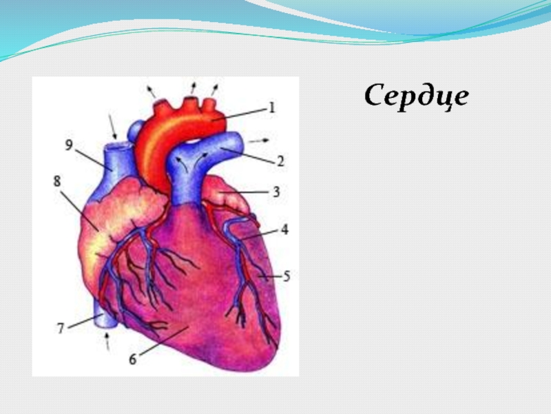 Рисунок сердца биология 9 класс