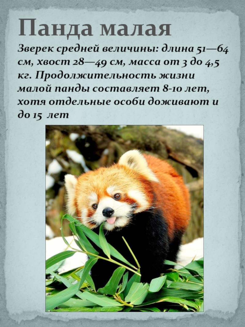 Малая красная Панда красная книга