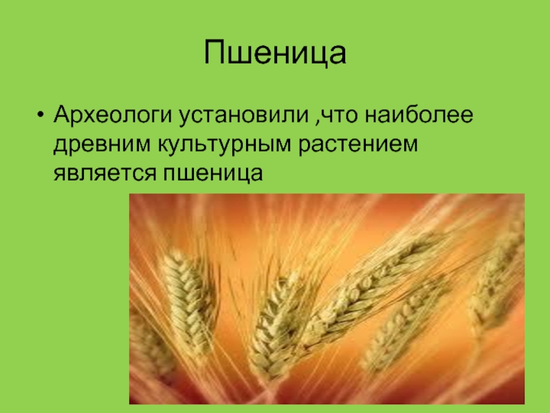 ПшеницаАрхеологи установили ,что наиболее древним культурным растением является пшеница