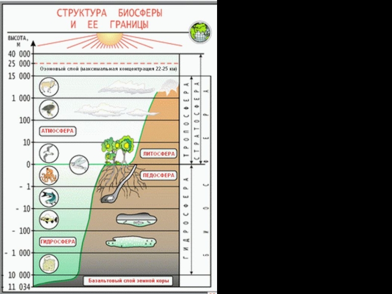 Нарисовать границы биосферы