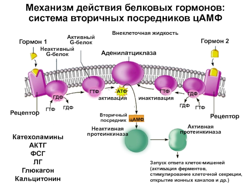 Схема действия гормонов