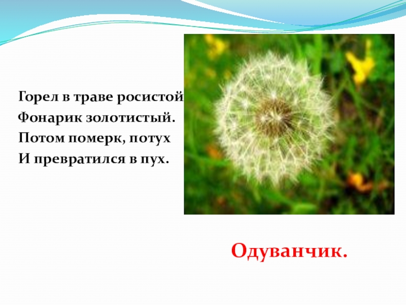 Слово росистая. Горел в траве росистой фонарик золотистый. Одуванчик презентация. Золотистый потом растение. Зачем собирают одуванчиковый пух.