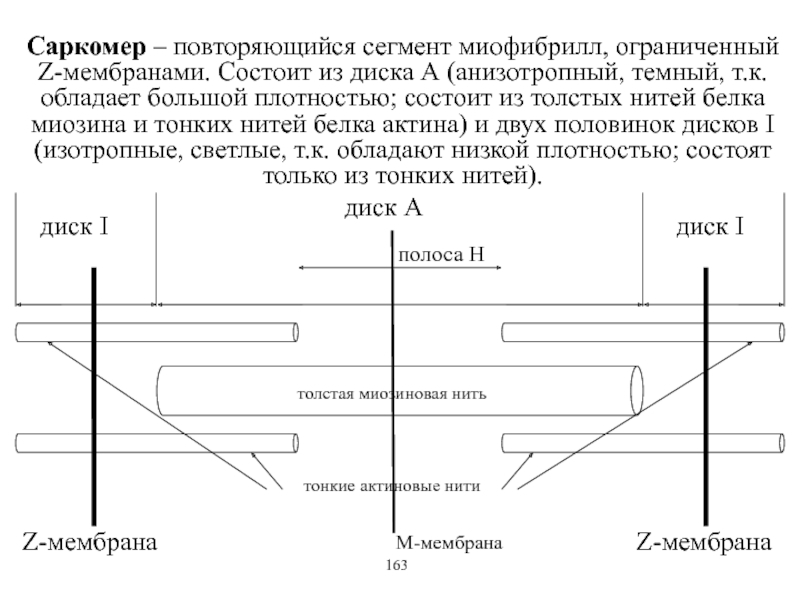 Саркомер рисунок физиология