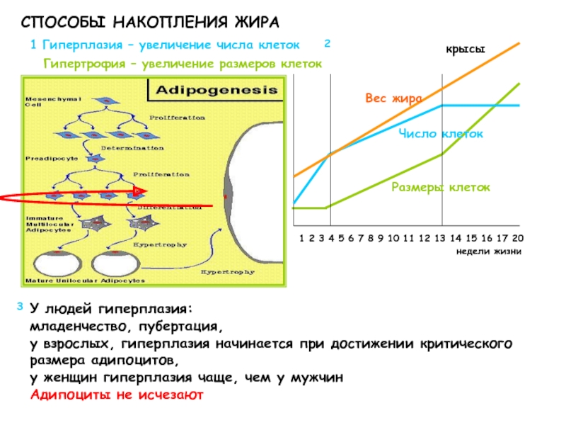 Процесс накопления жира. Гиперплазия адипоцитов. Гипертрофия адипоцитов. Способы накопления. Развитие адипоцитов.