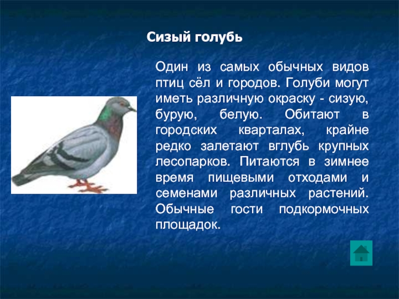 Понаблюдай за какой либо птицей. Информация о голубях. Доклад про голубя. Поведение Сизых голубей. Голубь описание для детей.