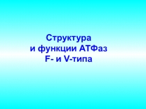 Структура
и функции АТФаз
F - и V- типа