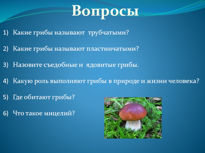 Выполни грибы. Где обитают грибы. Вопросы про грибы. Вопросы по биологии про грибы. Ядовитые грибы в природе и в жизни человека.