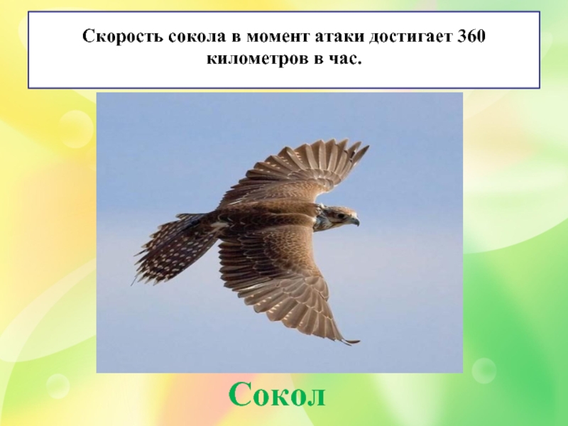 Сокол часы работы. Скорость Сокола. Скорость Сокола км/ч. Скорость Соколов. Скорость полета Сокола км/ч.