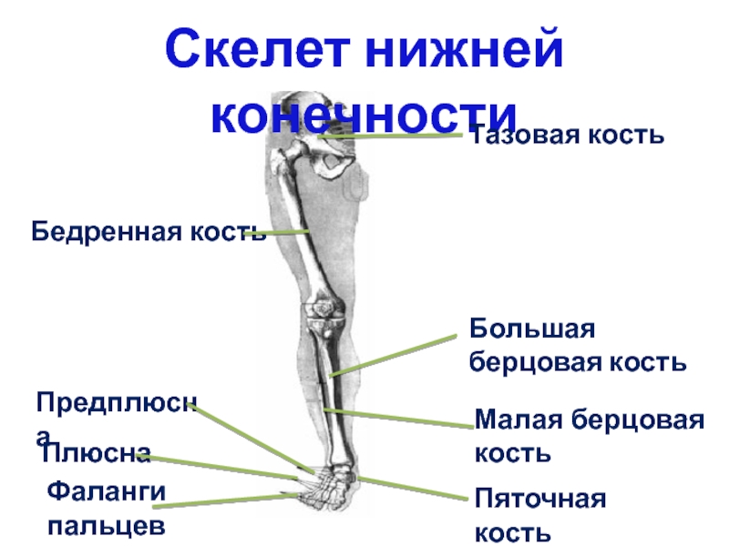 Берцовая кость фото на скелете