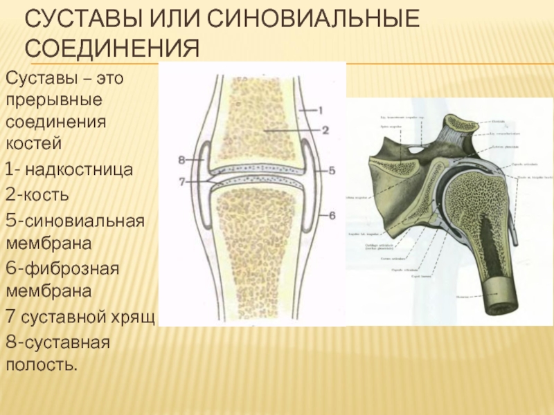 Суставное соединение костей. Синовиальная полость сустава. Прерывные соединения суставы. Прерывные соединения костей. Синовиальные соединения суставы.