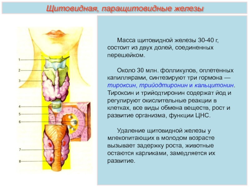 Щитовидная железа эндокринология презентация