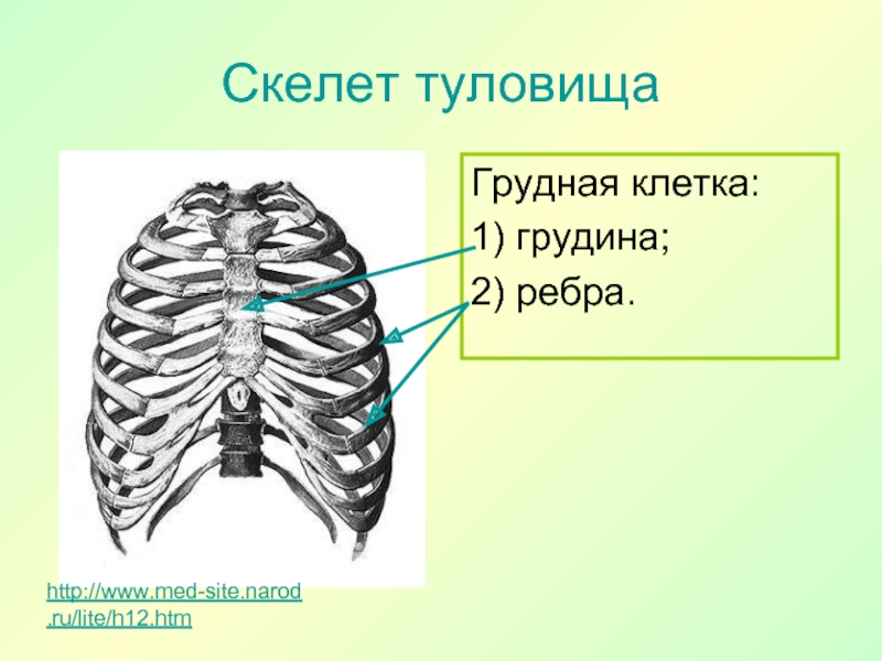 Скелет туловища грудная клетка. Скелет туловища Грудина. Скелет туловища человека грудная клетка. Скелет туловища грудная клетка ребра.