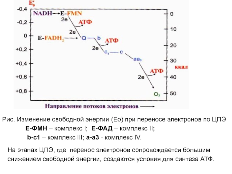 Изменение свободной энергии. Комплексы ЦПЭ. Характеристики комплекса IV ЦПЭ. Блокируют перенос электронов в ЦПЭ.