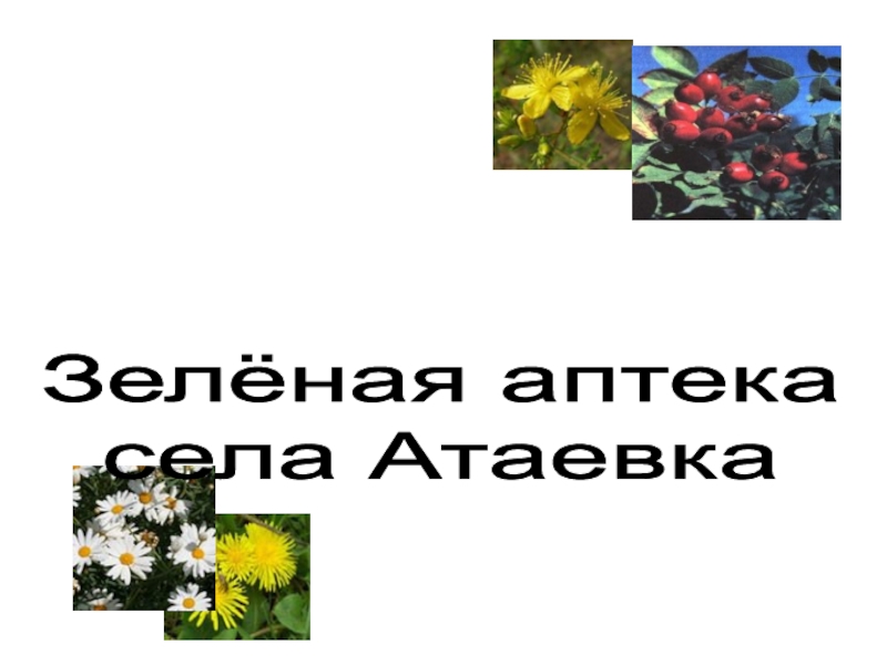 Презентация Зелёная аптека села Атаевка