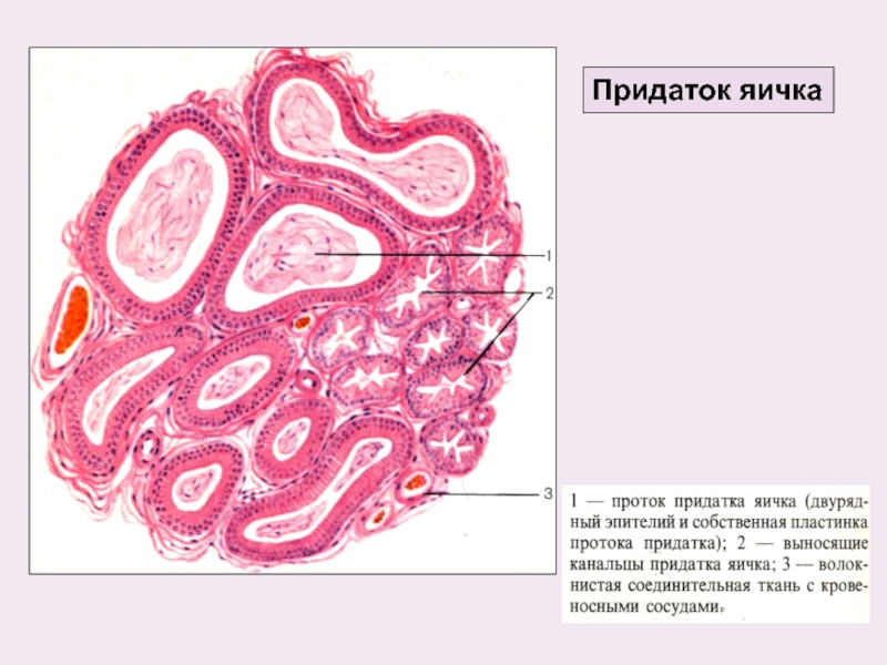 Семенник гистология рисунок