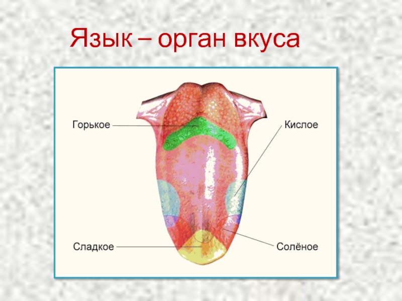 Орган вкуса конспект