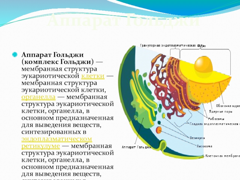 Комплекс гольджи егэ рисунок