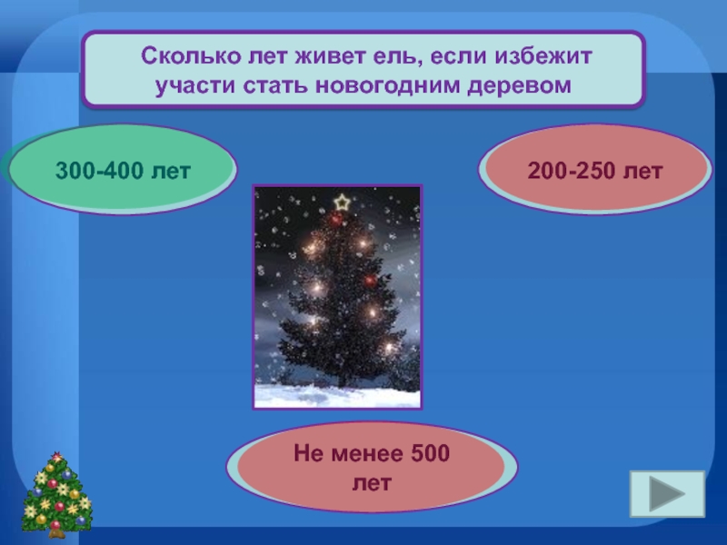 Сколько живет ель. Сколько лет живет ель. Сколько лет живет ель если избежит участи стать новогодним деревом. Сколько лет живет елка. Ель живет 300-400 лет.