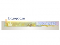 Водоросли
