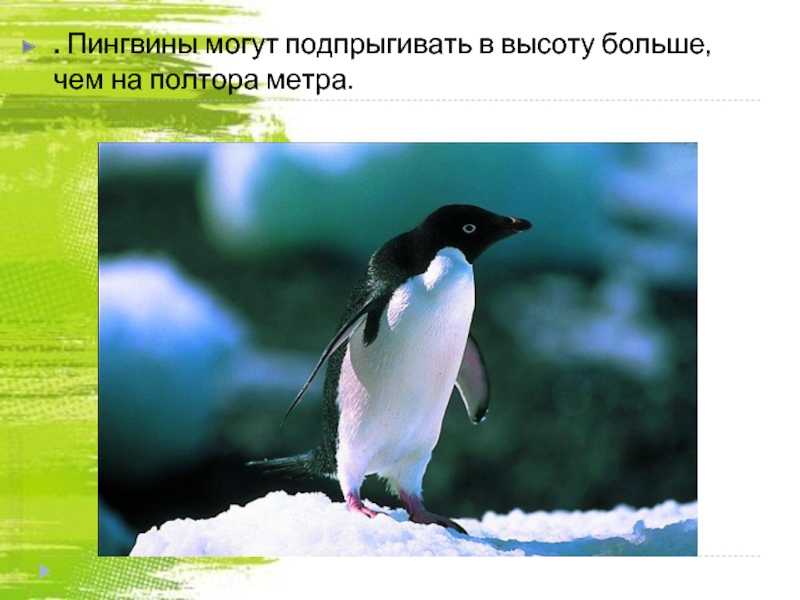 . Пингвины могут подпрыгивать в высоту больше, чем на полтора метра.