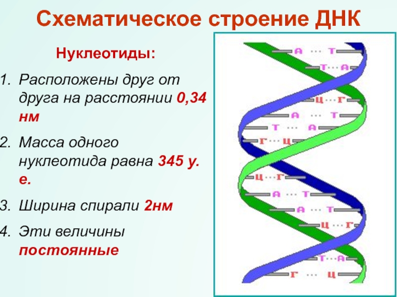0 34 нм. Строение ДНК. Структура ДНК. Строение нуклеотида ДНК. Схематическое изображение структуры нуклеотида ДНК.