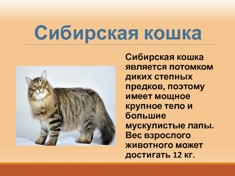 Сообщение коте. Рассказ о сибирской кошке. Рассказ о породе кошек. Сибирский кот рассказ. Сибирская кошка доклад 2 класс.