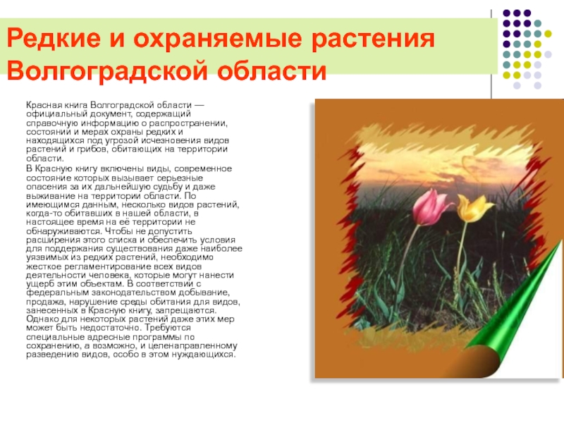 Редкие и охраняемые растения Волгоградской области 2-4 класс