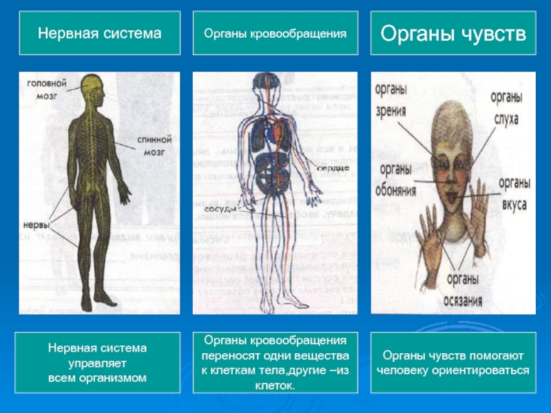 Знаток устройства организма. Системы органов. Устройство организма. Органы чувств и органы тела. Тело человека органы чувств.