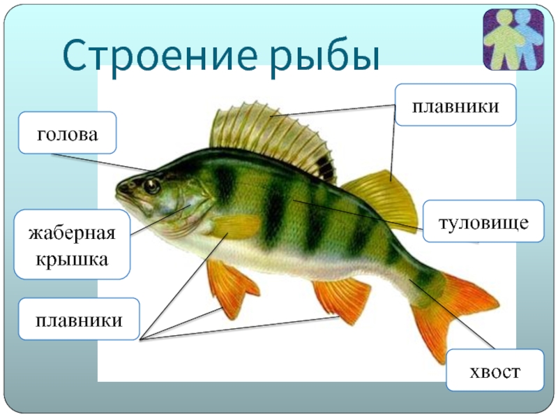 Назовите черты строения древней группы рыб