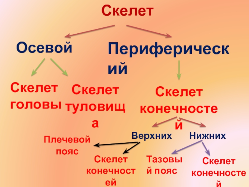 Презентация 8 класс биология