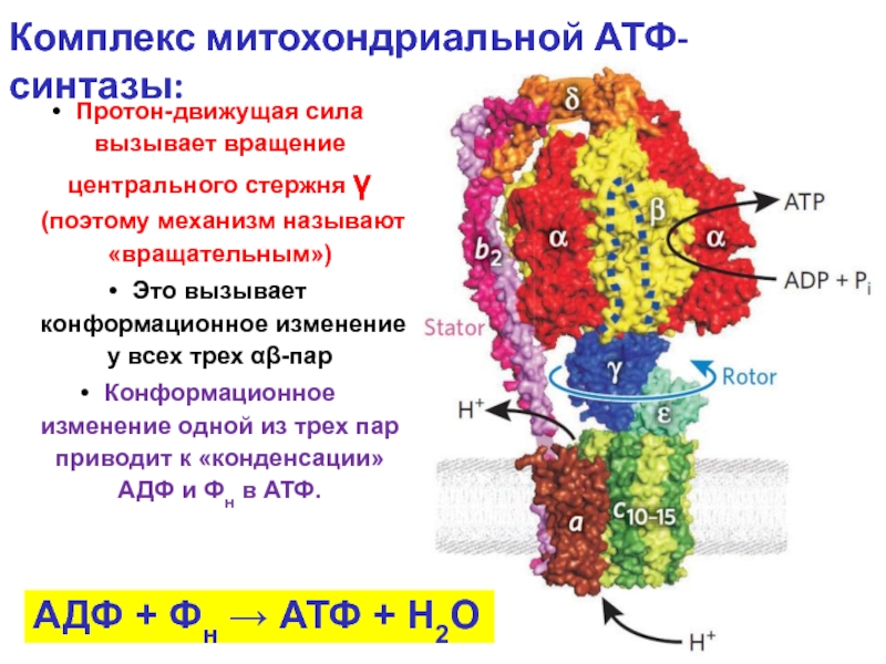 Атф цена отзывы аналоги. Комплекс митохондриальной АТФ синтазы. АТФ синтаза биохимия. АТФ синтаза f1 f0. АТФ синтаза в митохондрии.