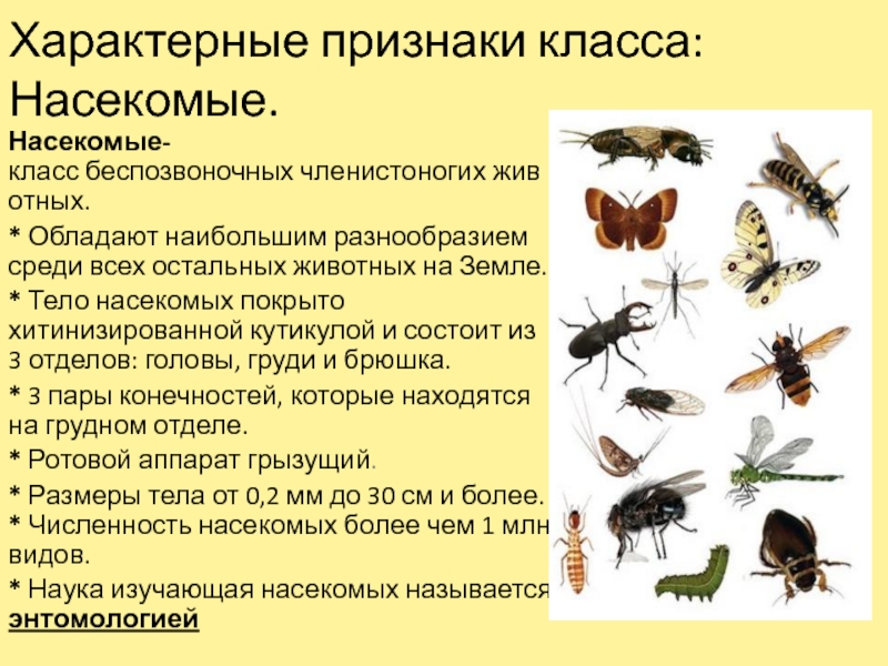 Насекомые характеризуют признаки. Характерные признаки класса насекомые. Тело насекомых покрыто. Отличительные признаки класса насекомые. Чем покрыто тело насекомых 1 класс.