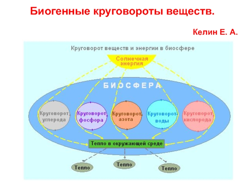 Презентация Биогенные круговороты веществ.
Келин Е. А