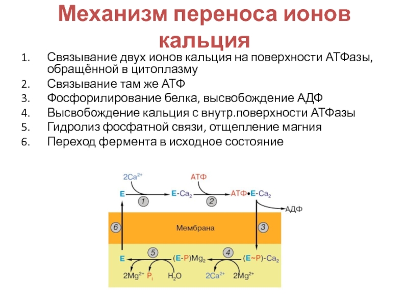 Ионы кальция катион