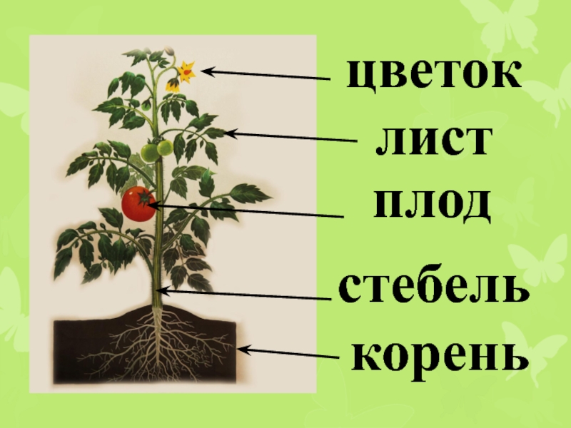 Подпиши органы растений. Строение цветка томата. Томат строение растения. Стебель листья и плод томата. Помидор схема корень стебель.