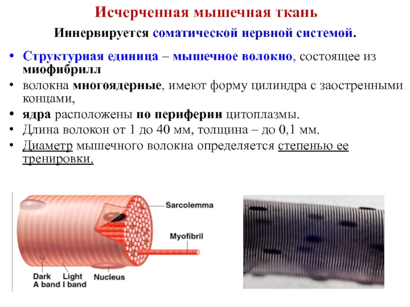 Мышечная ткань обладает. Структурная единица исчерченной мышечной ткани. Мышечная ткань иннервируется. Структурная единица мышечного волокна. Иннервируется соматической нервной системой мышечная ткань.