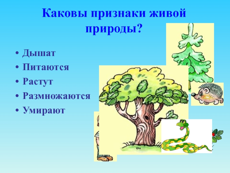 Признаки живой природы. Каковы признаки живой природы. Признаки живой природы схема. Признаки живой природы 3 класс.