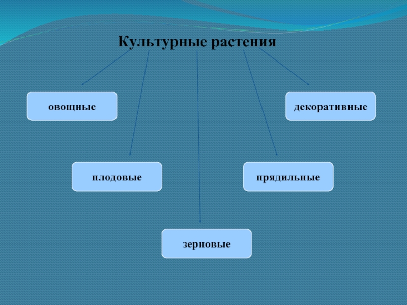 Культурные растения овощные плодовые зерновые декоративные растения