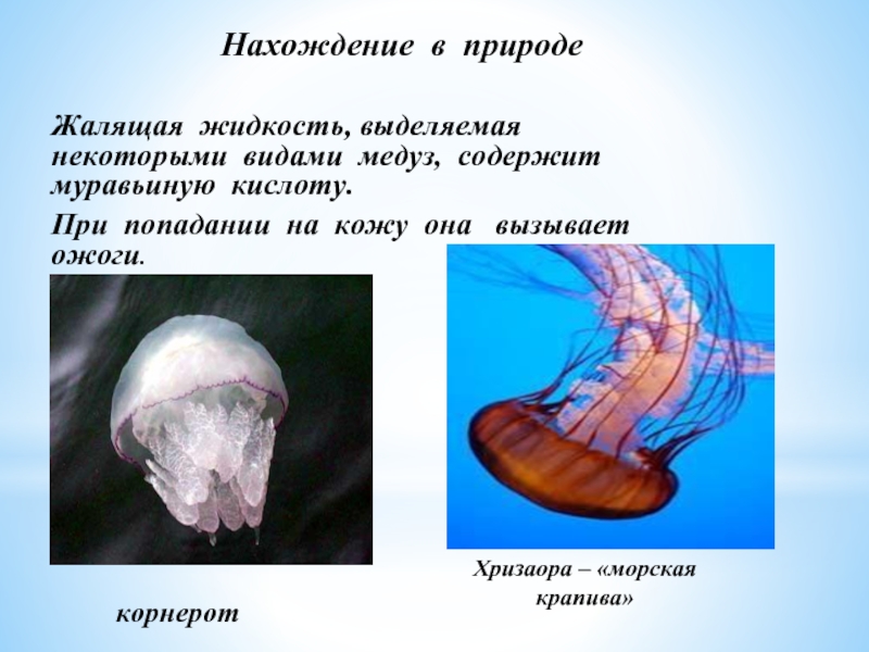 Нахождение в природеЖалящая жидкость, выделяемая  некоторыми видами медуз, содержит муравьиную кислоту.При попадании на кожу она