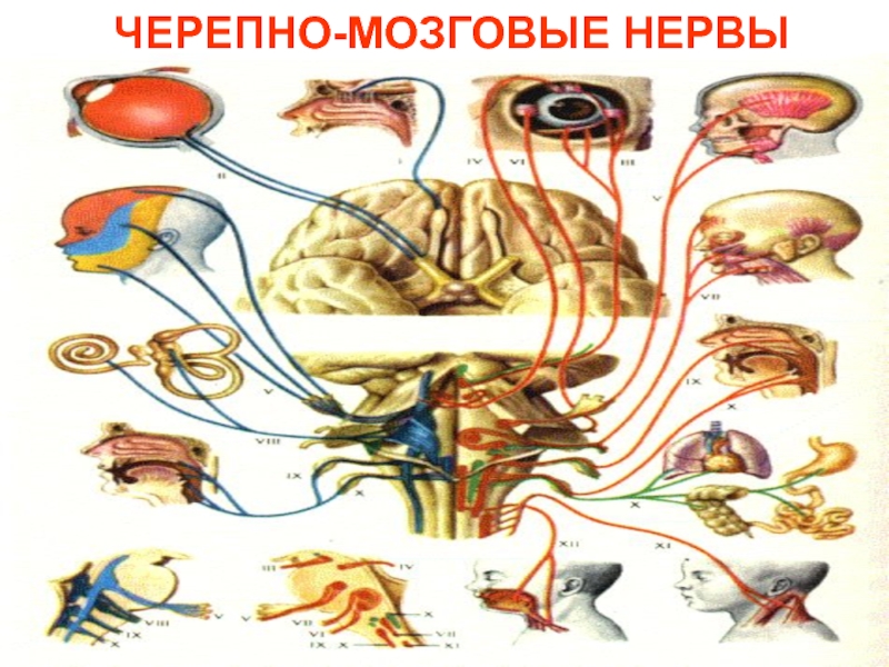 Схема черепно мозговых нервов