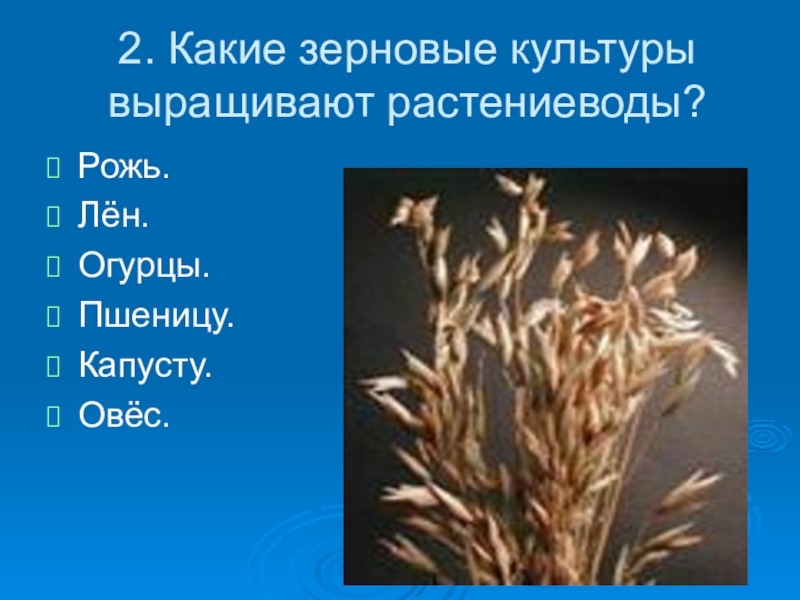 Люцерна лен кормовая свекла пшеница хлопчатник рожь. Какие зерновые культуры. Какие культуры выращивают растениеводы. Какие зерновые выращивают в России. Какие пшеница культуры выращивает растениеводы.