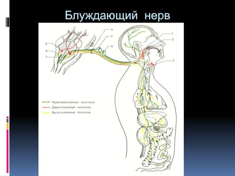 Головной отдел блуждающего нерва. Блуждающий нерв nervus Vagus. Блуждающий нерв 1 Нейрон. Схема блуждающего нерва анатомия. Блуждающий нерв схема пути.