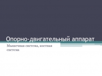 Опорно-двигательный аппарат