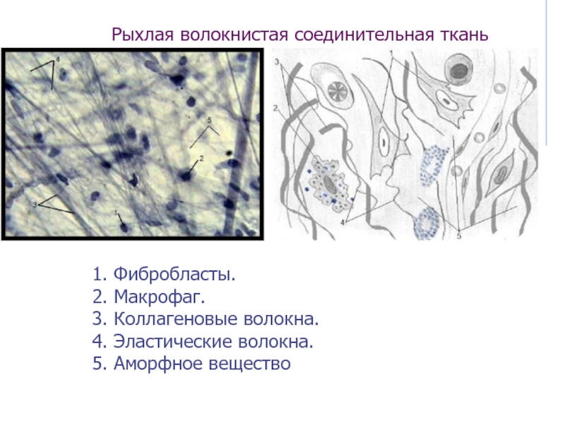 Макрофаг рисунок гистология